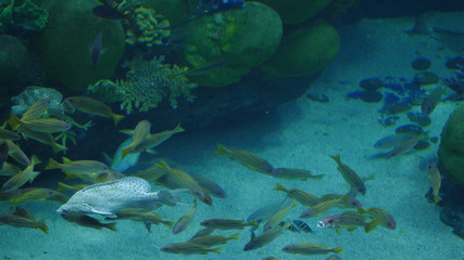 Fototapeta premium Beautiful exotic see fish in an aquarium. Underwater Scene