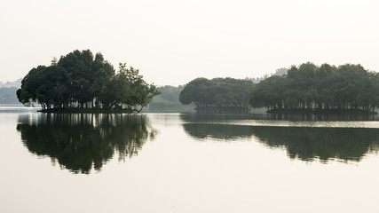 Reflection of forest in lake