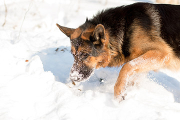 Dog german shepherd in a park in a winter
