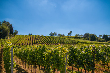 Fototapeta na wymiar vineyard with blue sky
