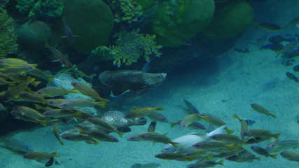 Fototapeta na wymiar Beautiful exotic see fish in an aquarium. Underwater Scene