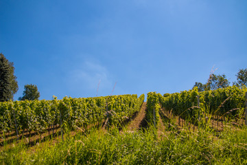 Fototapeta na wymiar vineyard with blue sky