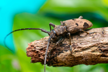 Left view of brown Spined Oak Borer Longhorn Beetle (Arthropoda: Insecta: Coleoptera: Cerambycidae: Elaphidion mucronatum) crawling on a tree branch isolated with buttery, smooth, green background