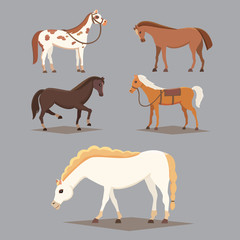 Collection of isolated horses. Cute cartoon horse farm animals. Differend breads