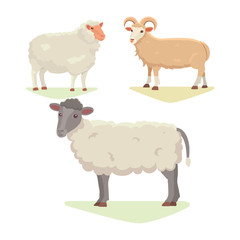 Obraz na płótnie Canvas Vector set Cute Sheep and Ram isolated retro illustration. Standing Sheeps silhouette on white. Farm fanny milk young animals