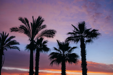 Obraz premium Palms in sunset.