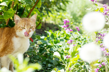Naklejka na ściany i meble Cute white-red cat in a red collar watching for something on the garden of green grass