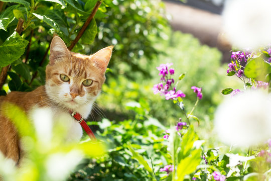 Cute white-red cat in a red collar watching for something on the garden of green grass