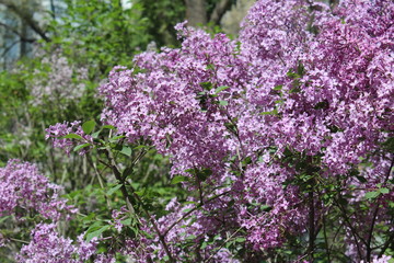 Obraz premium Purple Lilacs Blossoming in Xining Qinghai China Asia