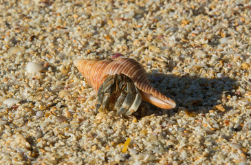 Hermit crab with beautiful shell