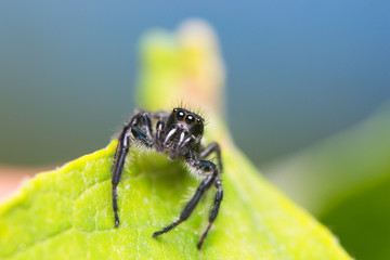 Jumping Spider