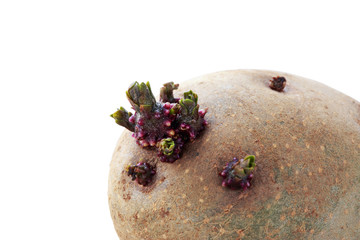 The potatoes with sprouts