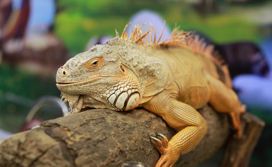 An Iguana poses for its portrait.