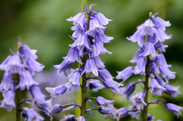 Purple garden small flowers