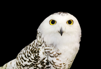 Snowy Owl isolated on black background.