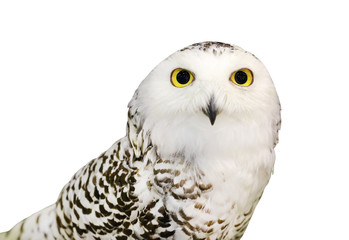 Snowy Owl isolated on white background.