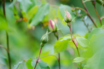 Rosebud in spring time
