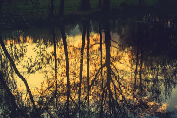 Tree reflection in the water