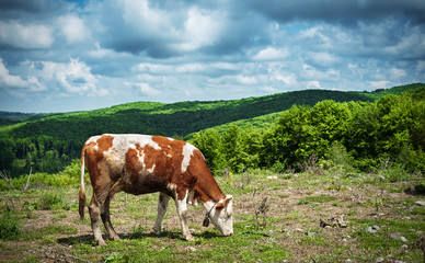 Fototapeta na wymiar Cow grazing in the field