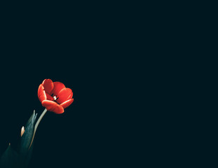 Red tulip on a black background