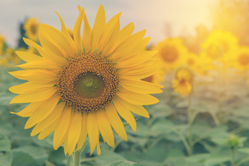Obraz premium beautiful of Sunflower blooming in Sunflowers garden