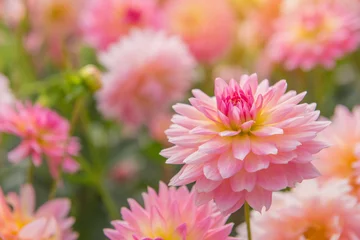 Foto op Plexiglas kleurrijk van dahlia roze bloem in prachtige tuin © CasanoWa Stutio