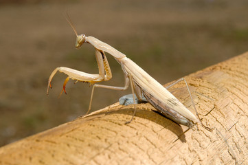 Mantis religiosa.