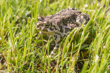 Green toad hiding in spring grass at sunny spring morning