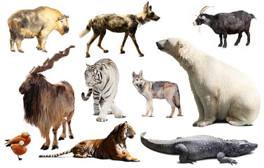Obraz premium asia animals isolated
