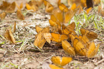 orange butterflies on the ground.