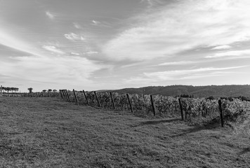 Obraz premium The plant and the vineyard in the beautiful countryside of Lucignano in Tuscany