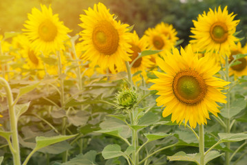 Fototapeta premium beautiful of Sunflower blooming in Sunflowers garden
