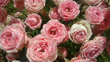 Flowering Bush with small pink roses. Selective focus