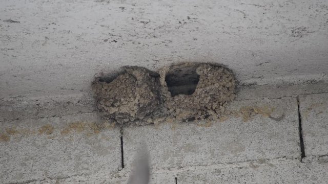 Hirundinidae سنونو Jask&oacute;łkowate Andorinha Ласточковые Lastovičkovit&eacute; Rondini סנוניתיים Swallow Schwalben Golondrinas 제비과 Lastavice Ծիծեռնակներ 燕科 P&auml;&auml;skyt Svalor Fecskef&eacute;l&eacute;k 