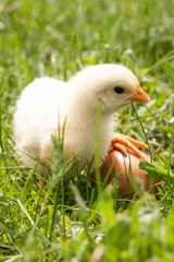 baby chicken with egg in the green grass