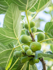 Fototapeta premium Ripe fig fruits on the tree.