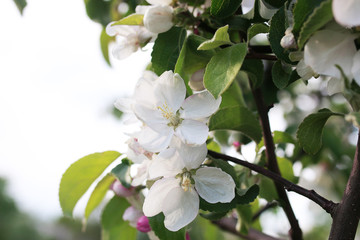 flowering apple tree with bright white flowers