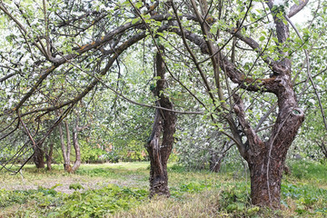 park in the city, young sprouts of trees in spring
