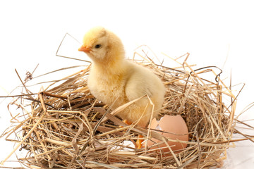 Naklejka na ściany i meble baby chicken with broken eggshell in the straw nest on white background