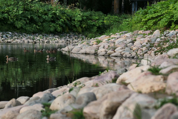 Naklejka na ściany i meble duck bird on the pond