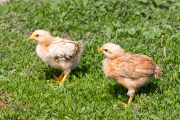 two yellow baby chicken in the green grass