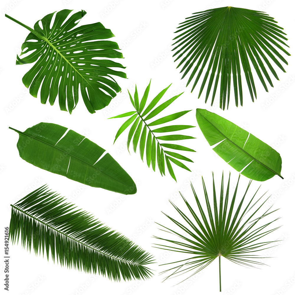 Wall mural Different tropical leaves on white background