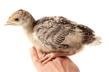 Chicken turkey sitting on a handisolated on a white background