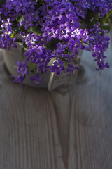 Bellflowers is in the grey pot on the wooden background
