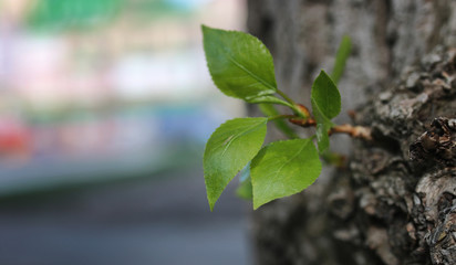 small new leaf on tree