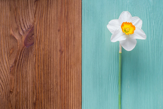 One white daffodil on a wooden background. Template of greeting card, invitation. The flower on a wooden background of two colors is brown and turquoise. Beautiful spring background.