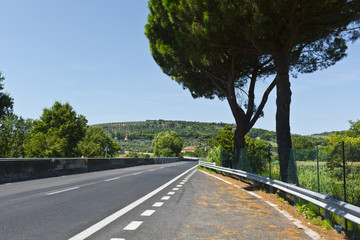 Asphalt road between olive groves.