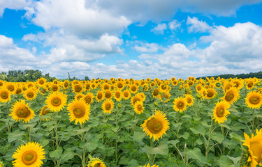 sunflowers in a field against blue sky and clouds