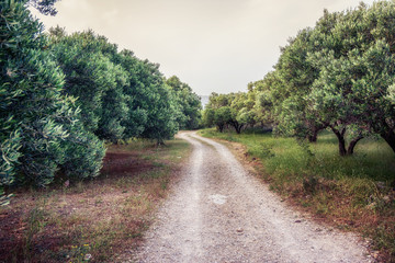 Olive trees garden on the road to Balos bay, Crete, Greece