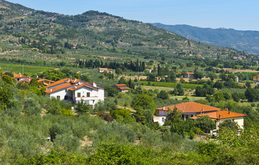 Fototapeta na wymiar Village between olive trees and vineyards